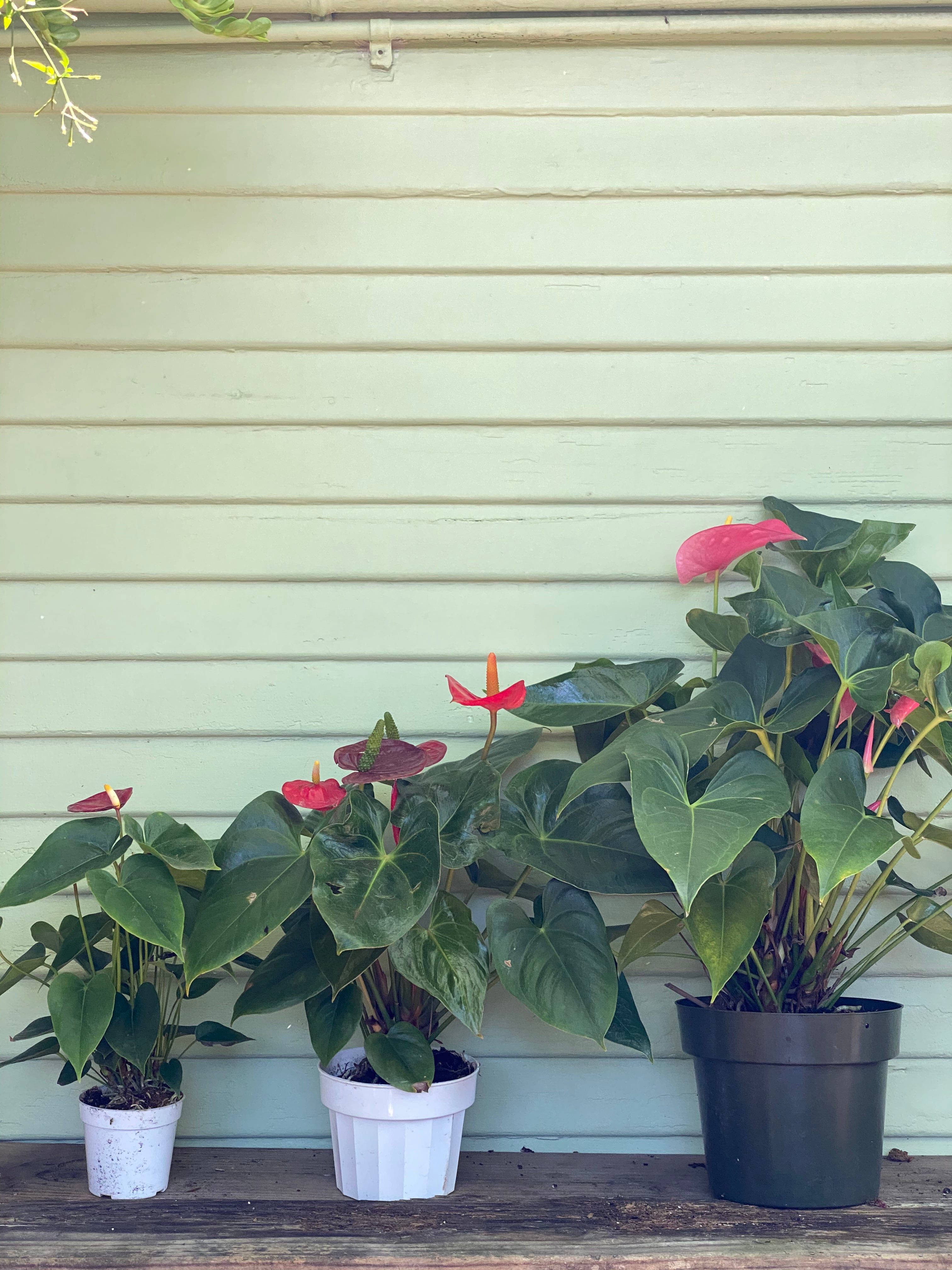 anthurium flamingo pink Anthurium