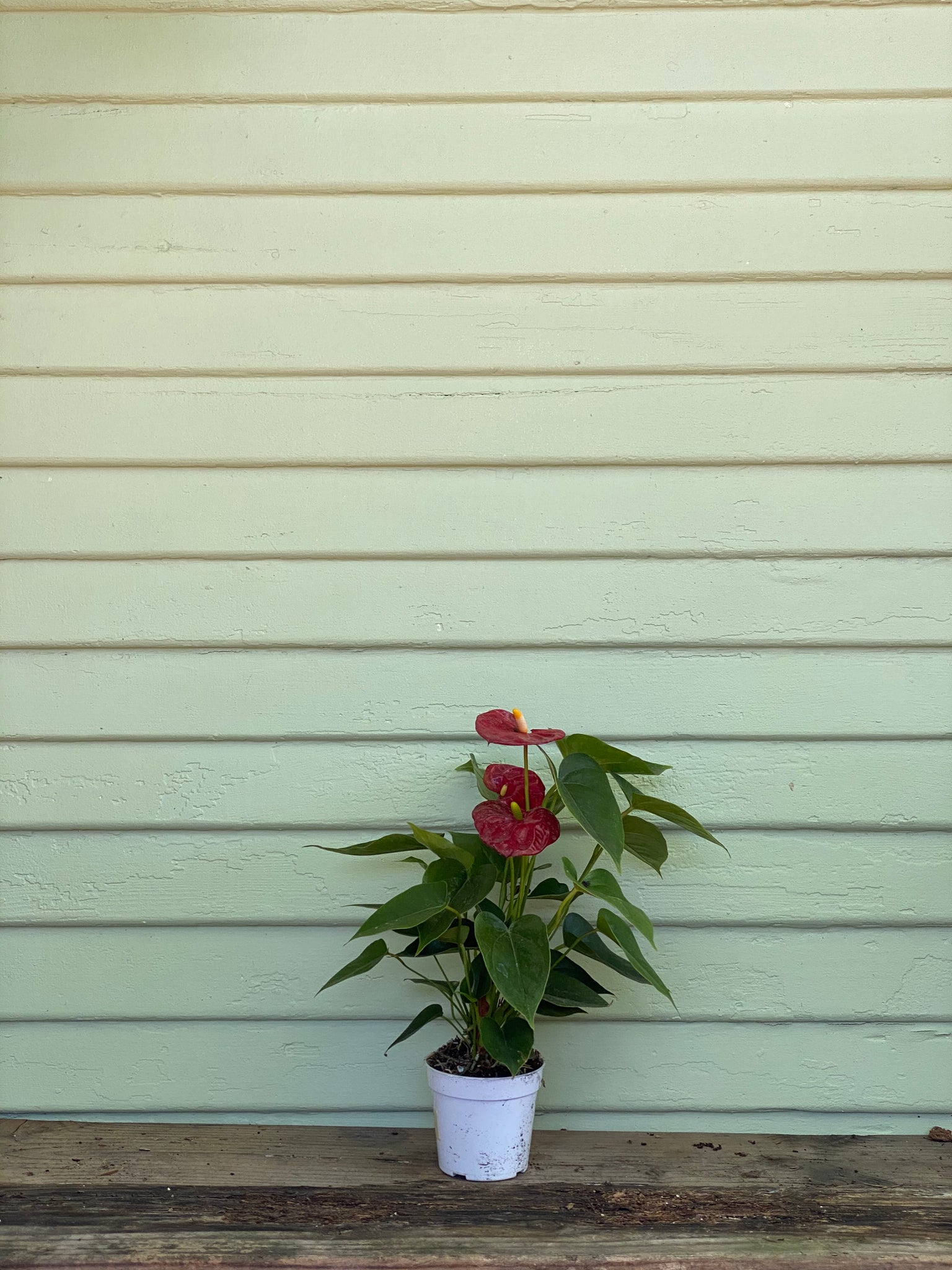 anthurium red flamingo Anthurium - Pink or Red Flamingo