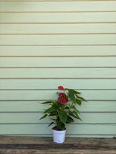 Load image into Gallery viewer, Anthurium - Flamingo Plant - Mickey Hargitay Plants