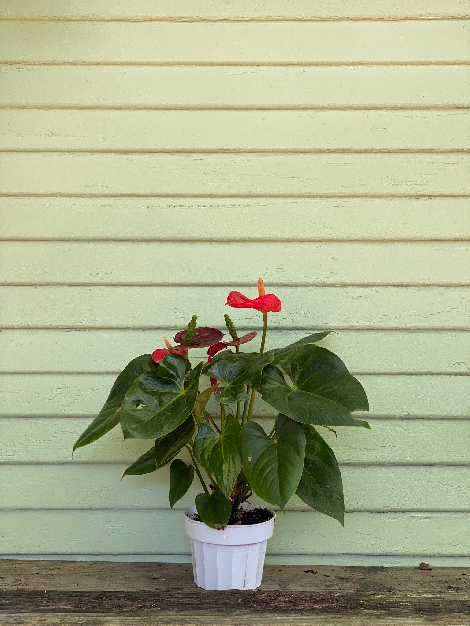 anthurium red flamingo Anthurium - Pink or Red Flamingo