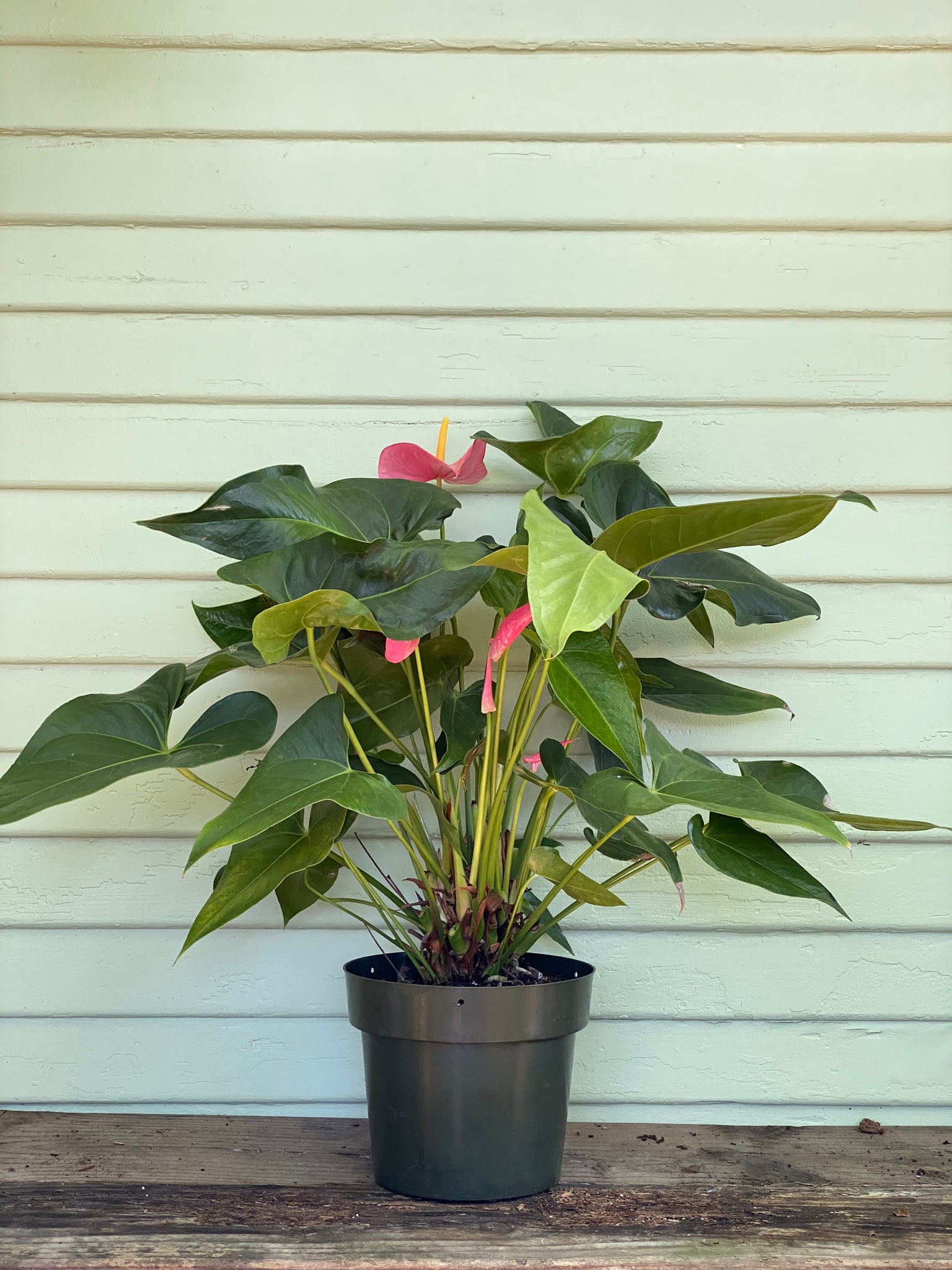anthurium flamingo red Anthurium - Pink or Red Flamingo