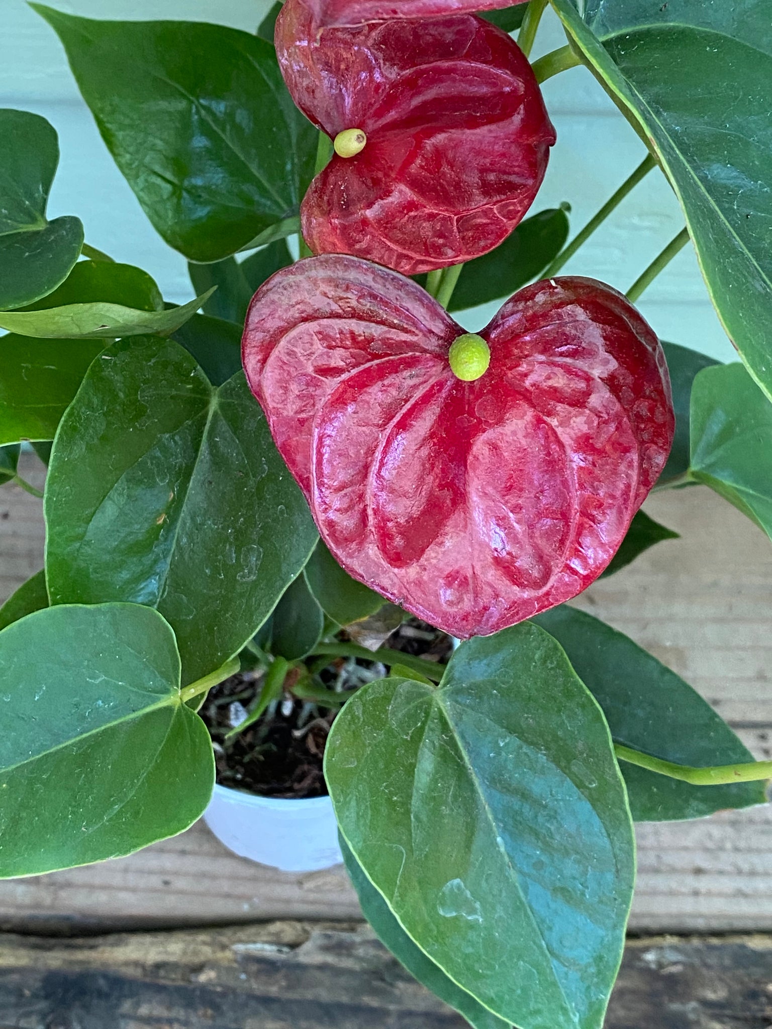 anthurium nikki Anthurium - Pink or Red Flamingo