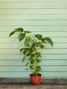 Schefflera - Australia Umbrella Tree - Mickey Hargitay Plants