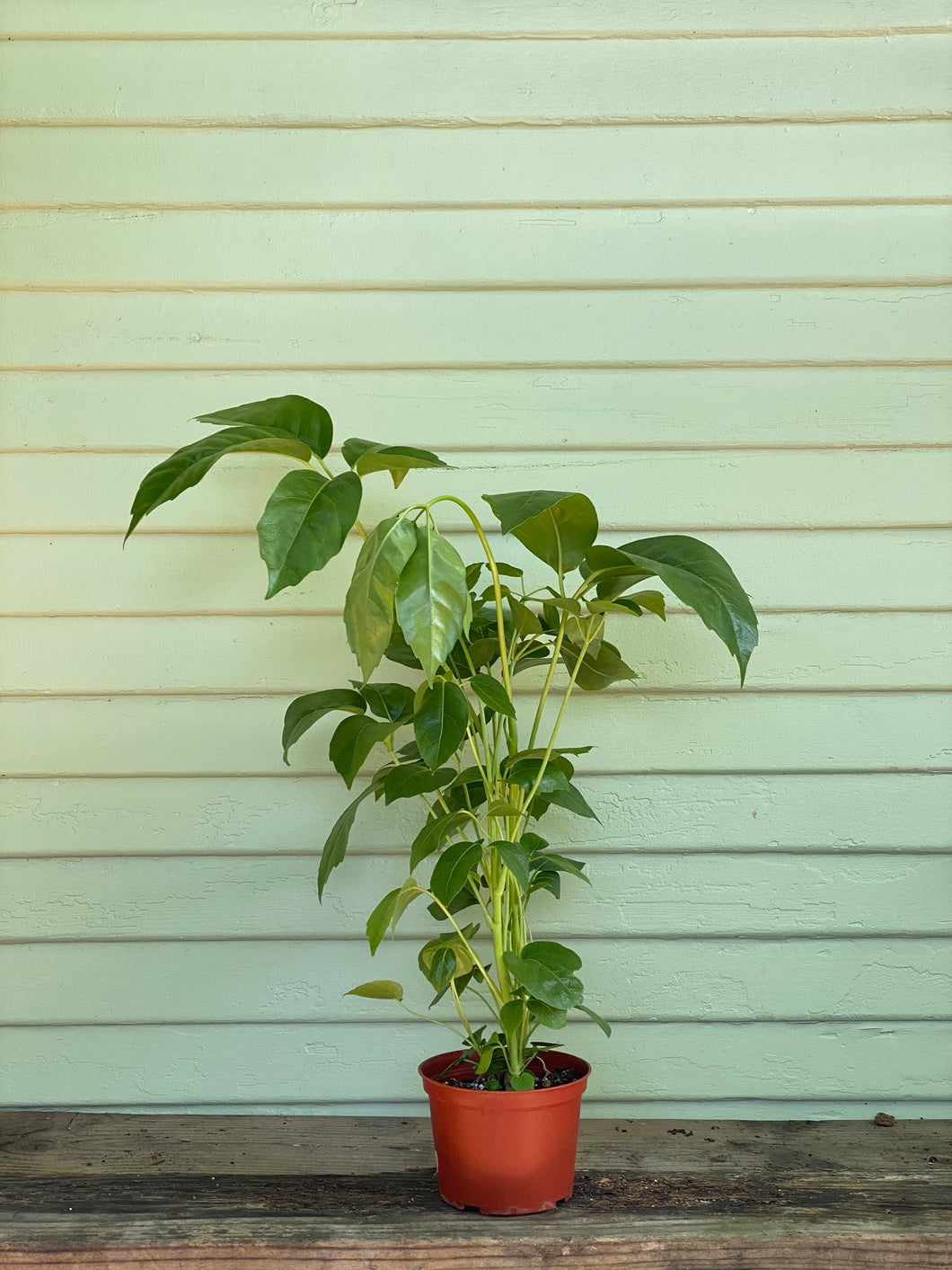 schefflera arboricola australia Schefflera