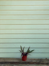 Load image into Gallery viewer, Tradescantia - Rhoeo Tricolor - Mickey Hargitay Plants