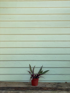 Tradescantia - Rhoeo Tricolor - Mickey Hargitay Plants