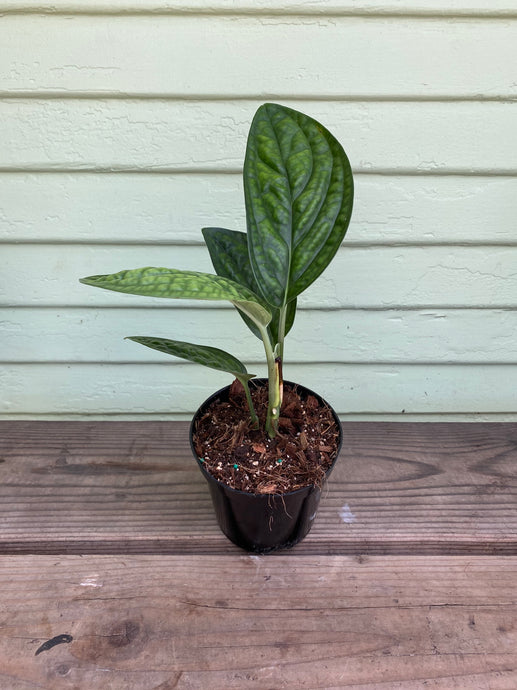 Monstera karstenianum 'Peru'