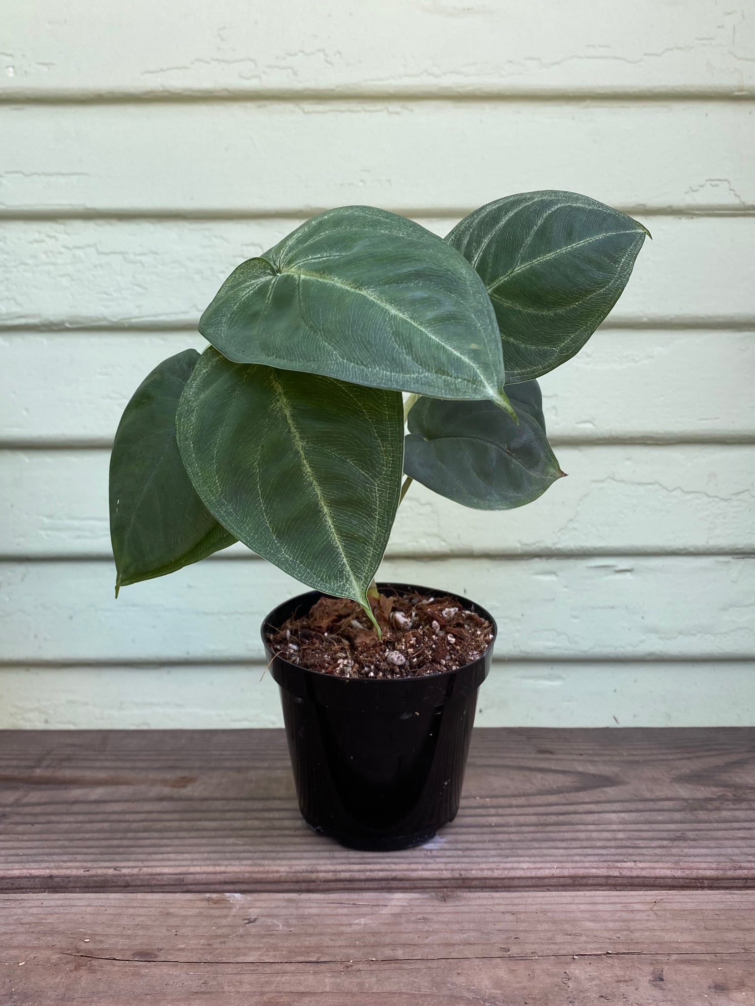 frosted heart philodendron Syngonium Macrophyllum