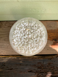 White Bean Pebbles - Mickey Hargitay Plants