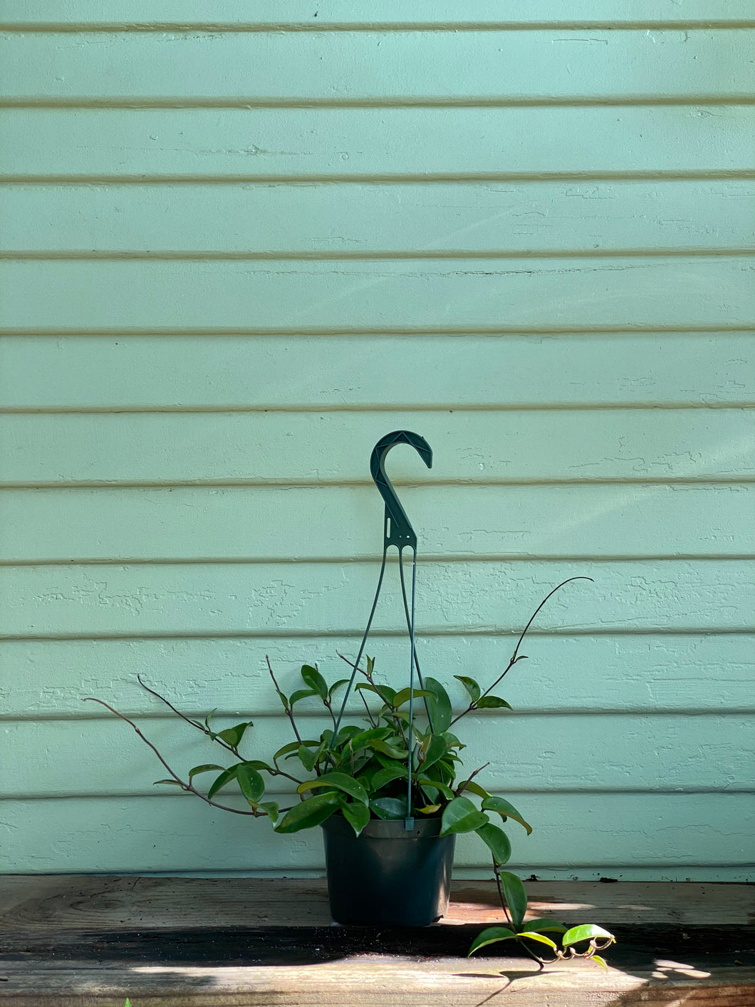 Hoya Carnosa - Mickey Hargitay Plants