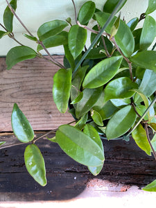 Hoya Carnosa - Mickey Hargitay Plants