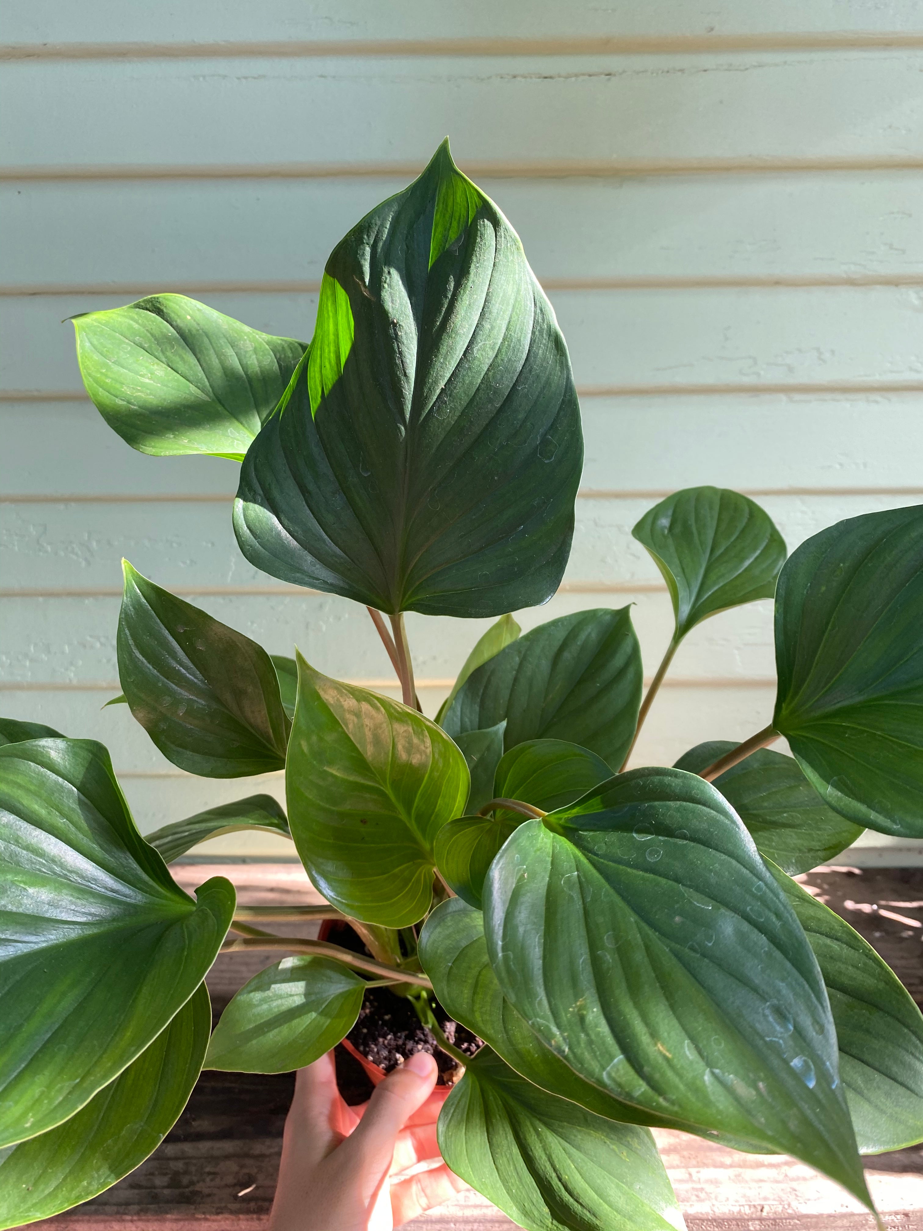 emerald gem plant Homalomena | Emerald Gem | 1 Plant | Gardening Supplies
