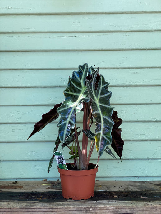 Alocasia Polly