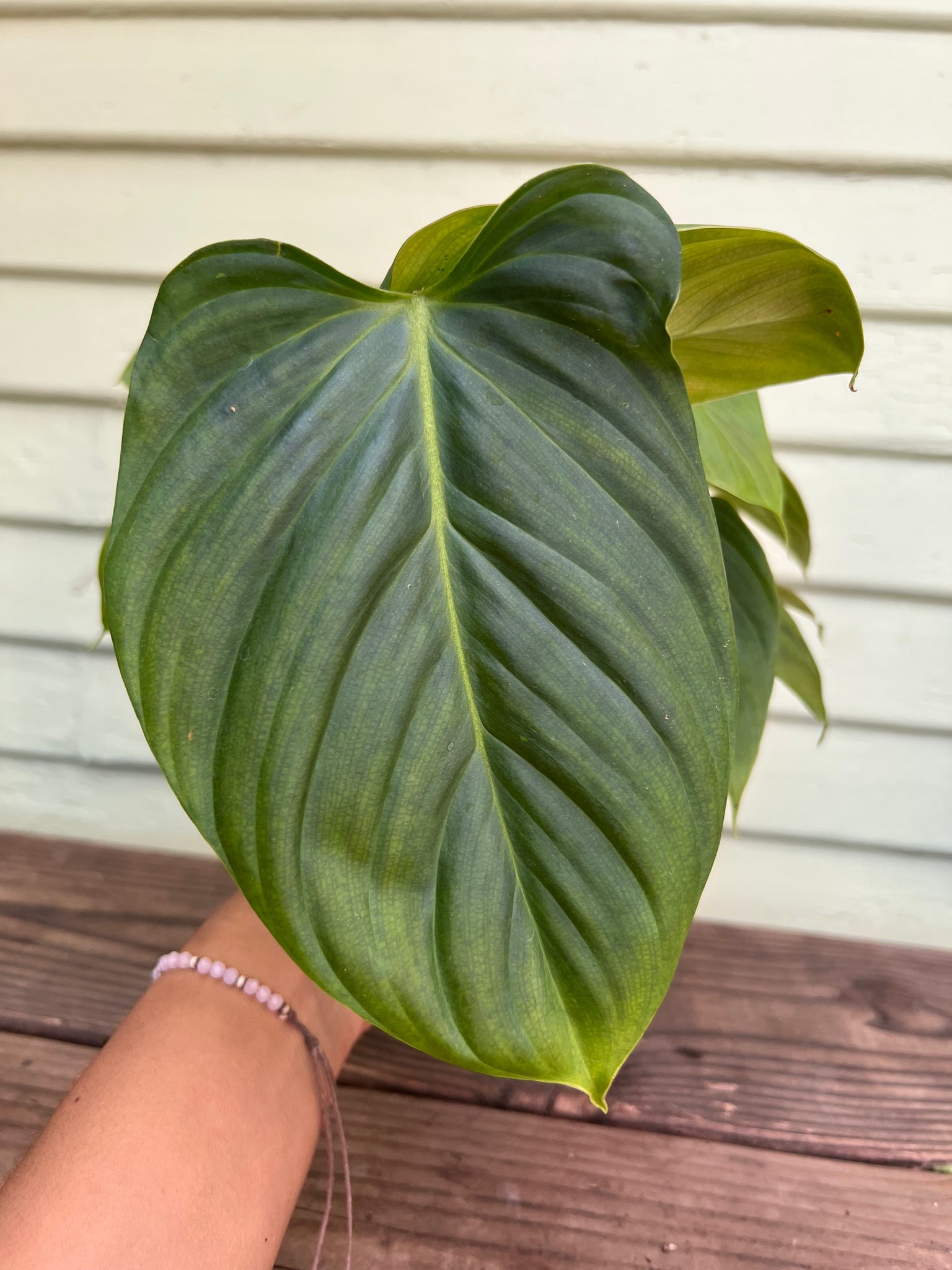 fuzzy philodendron Philodendron Sp. Fuzzy Petiole
