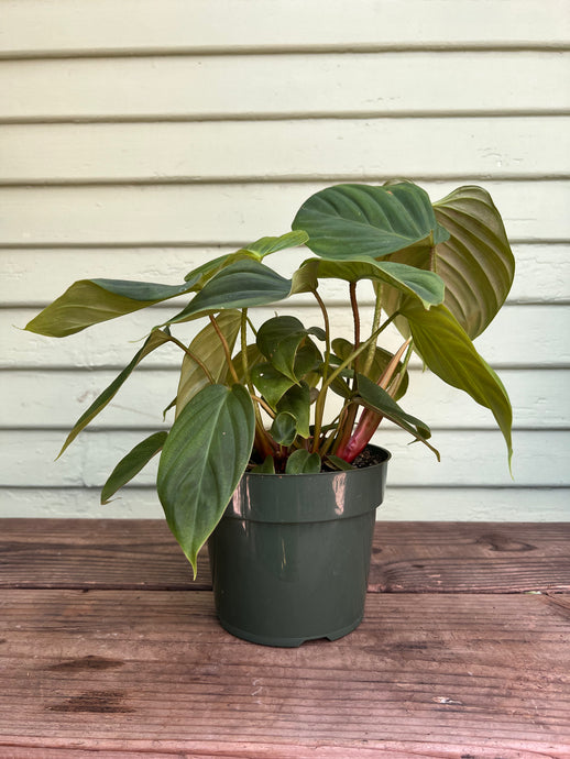 Philodendron Sp. Fuzzy Petiole