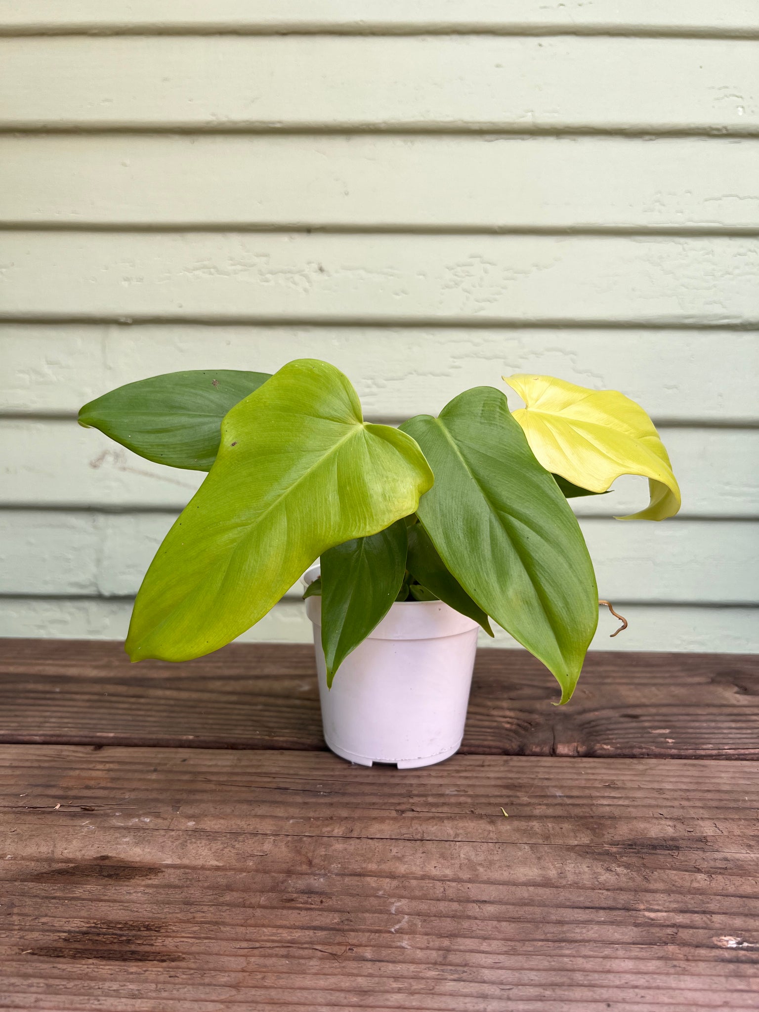 philodendron golden leaf Philodendron Golden Violin