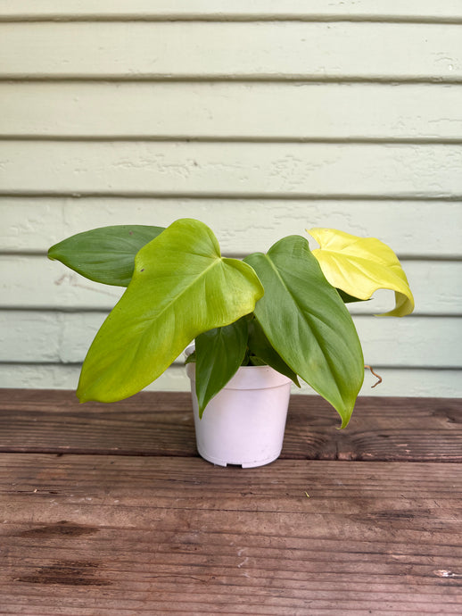 Philodendron Golden Violin