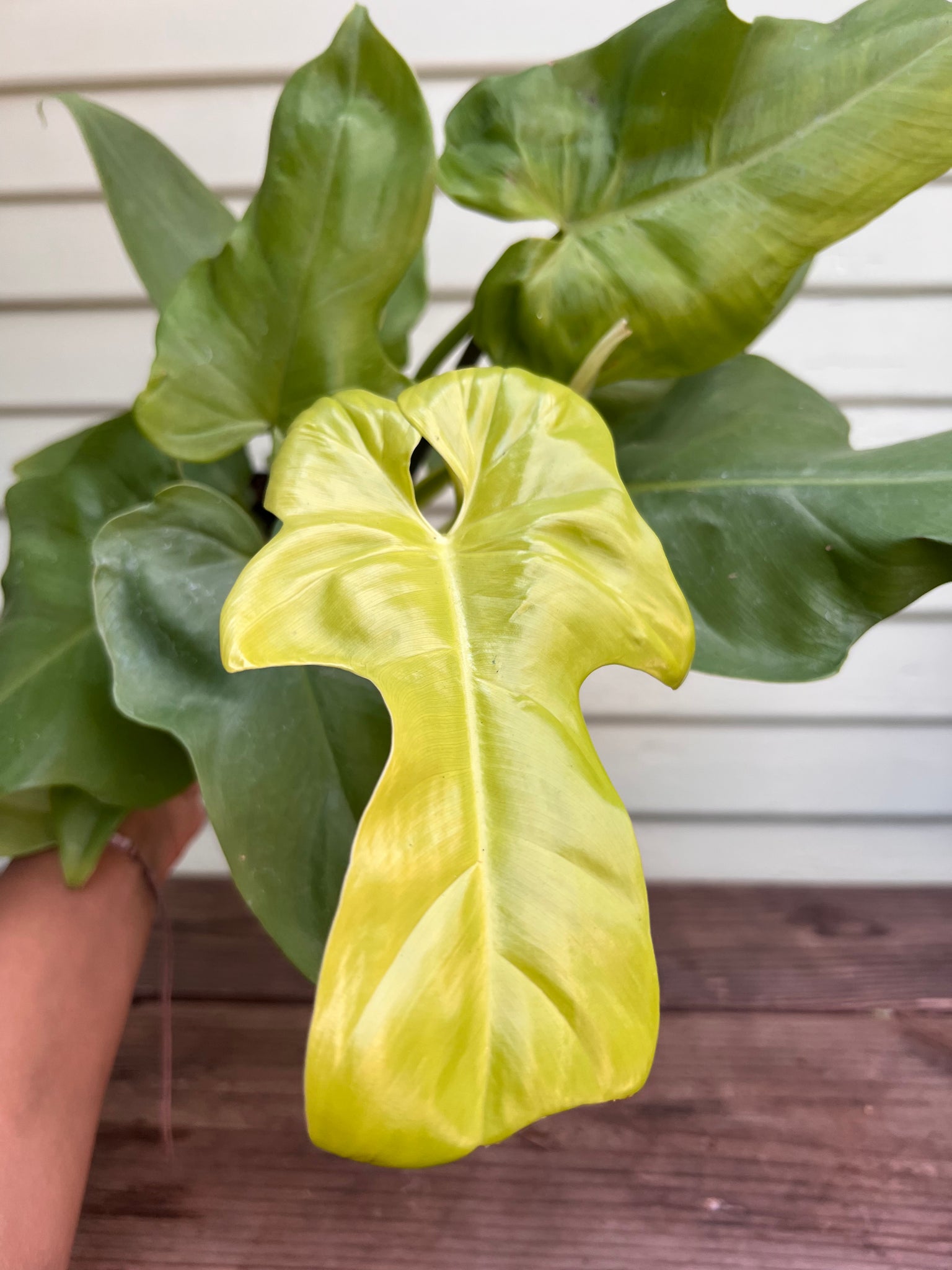 philodendron hammerhead gold Philodendron Golden Violin