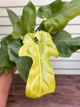 Load image into Gallery viewer, Philodendron Golden Violin