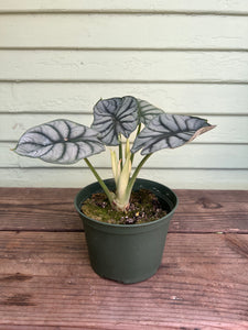 silver dragon house plant Alocasia Silver Dragon