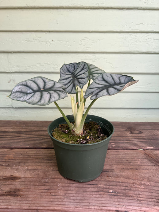 Alocasia Silver Dragon