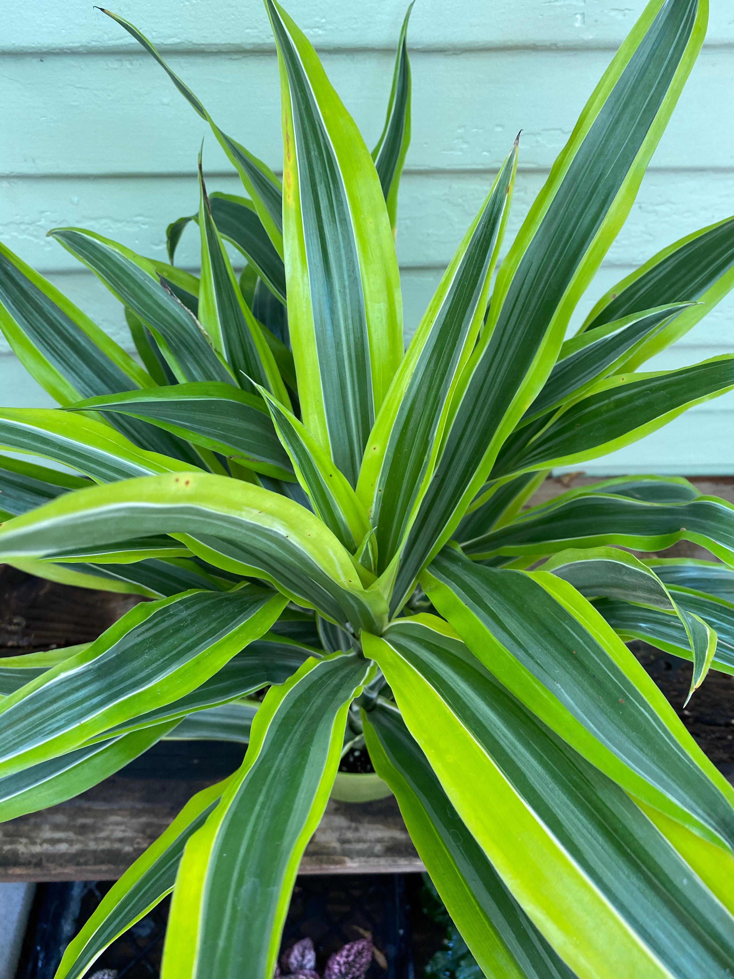 dracaena hybrid Dracaena Lemon Lime