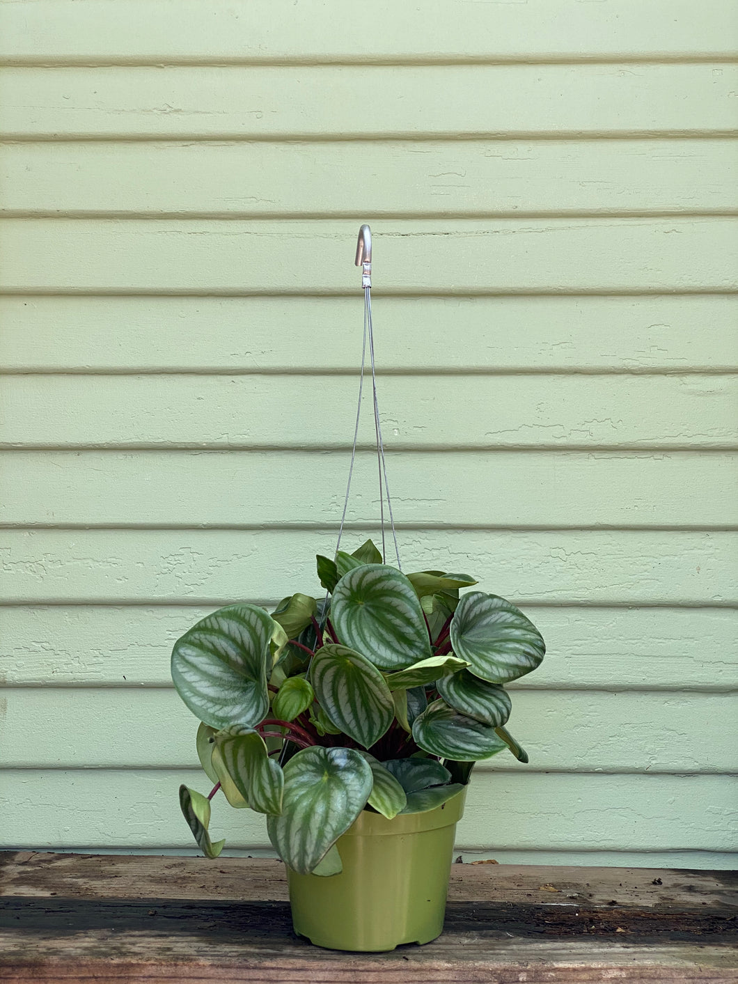 watermelon money plant Watermelon Peperomia (Peperomia argyreia)