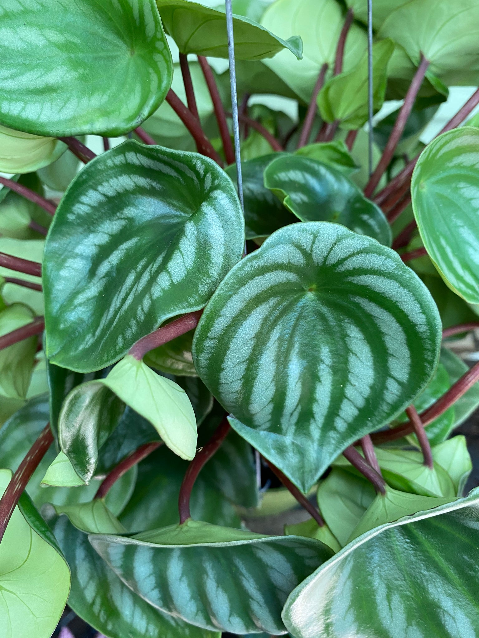 watermelon money plant Watermelon Peperomia argyreia