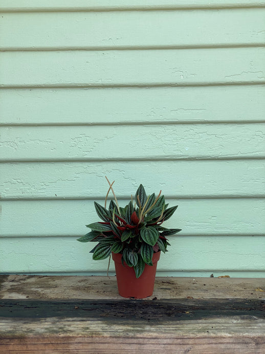 Peperomia Eden Rosso