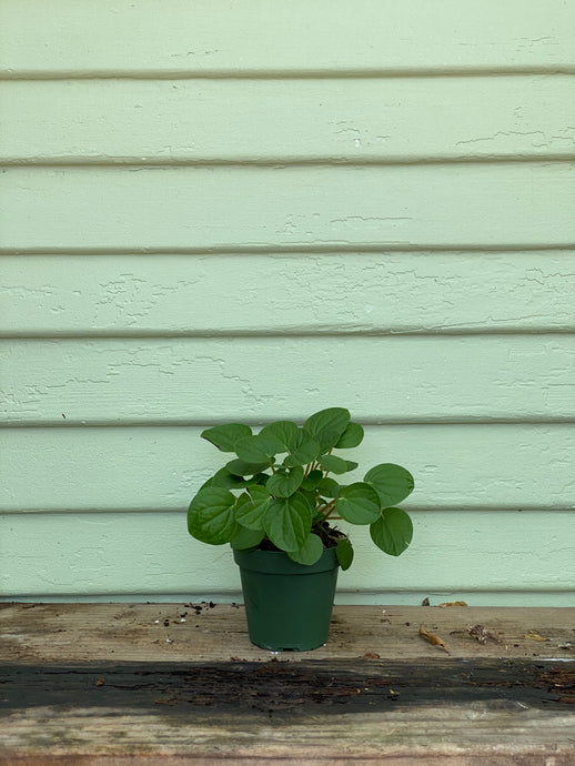 Peperomia Rana Verde