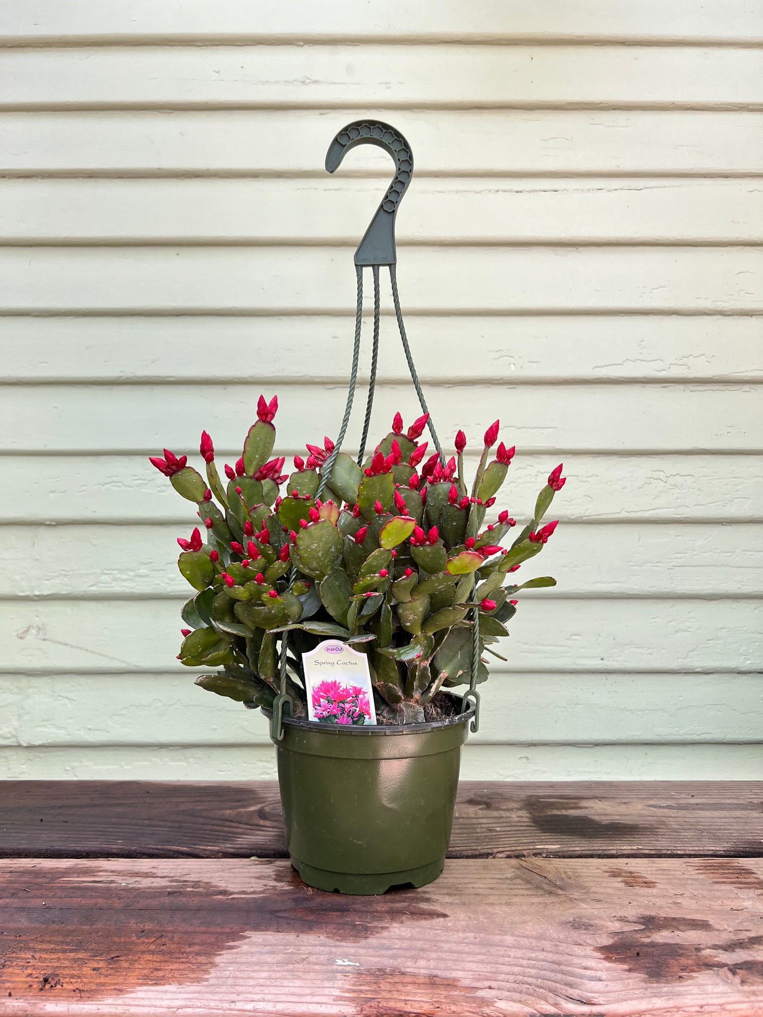 spring cactus house plant Schlumbergera gaertneri - Spring Cactus