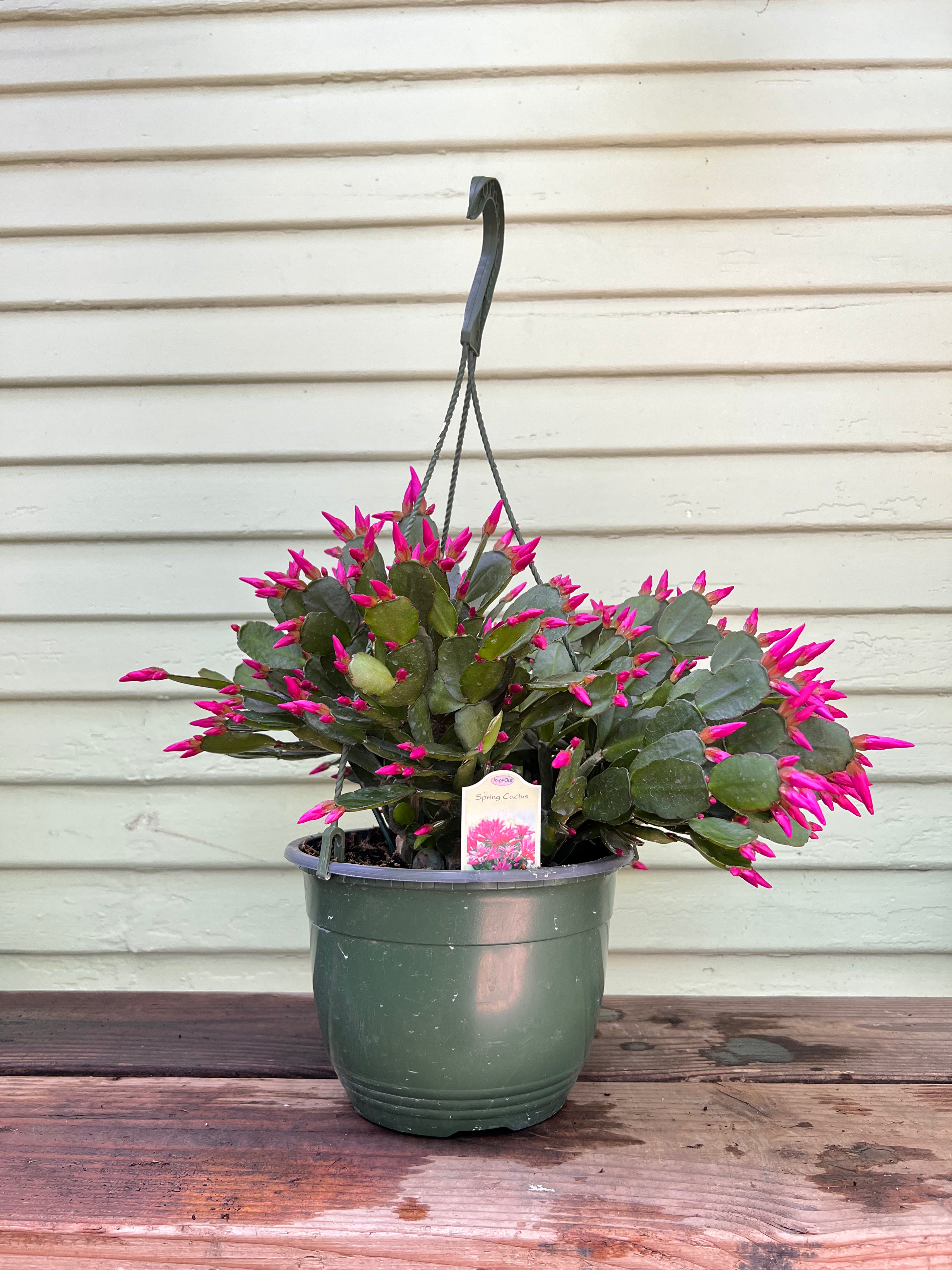 Schlumbergera gaertneri - Spring Cactus