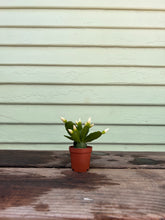 Load image into Gallery viewer, Spring Cactus