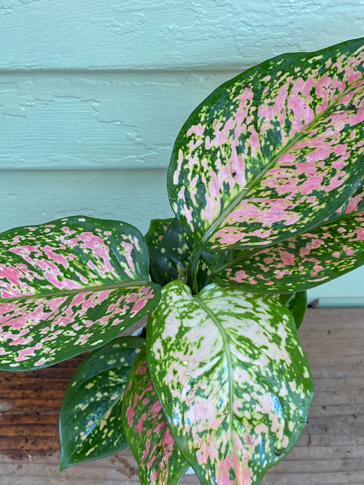 Chinese Evergreen - Lady Valentine