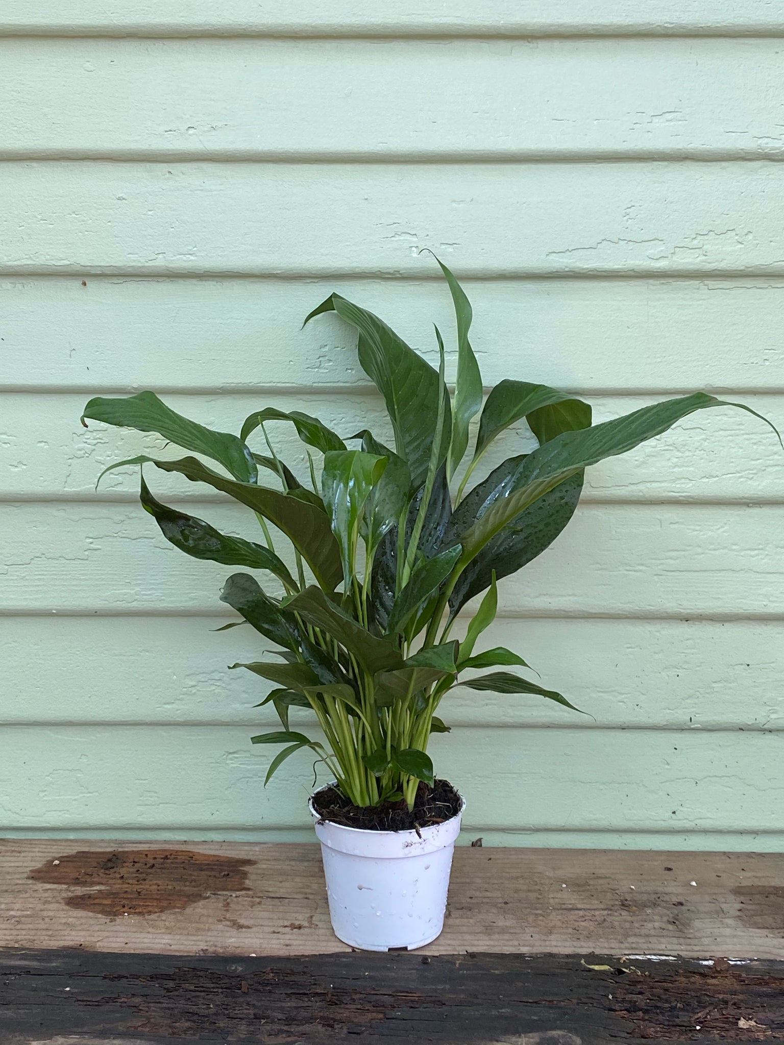 peace lily plant for sale Spathiphyllum - Peace Lily