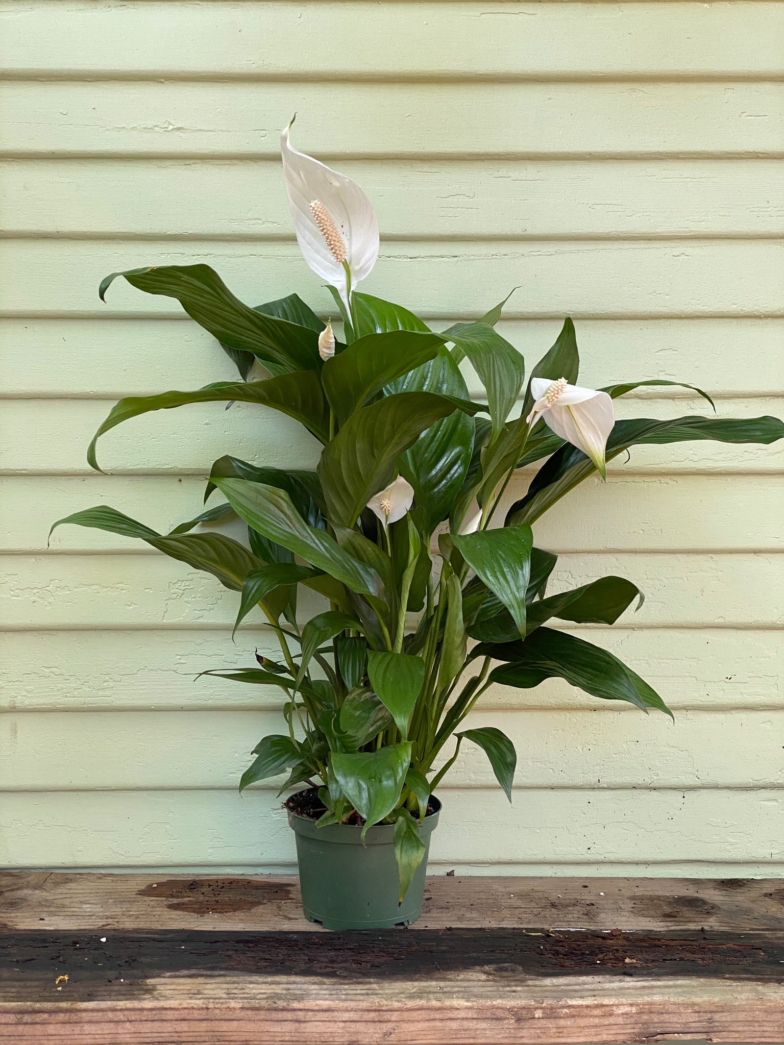 peace lily trunk Spathiphyllum - Peace Lily
