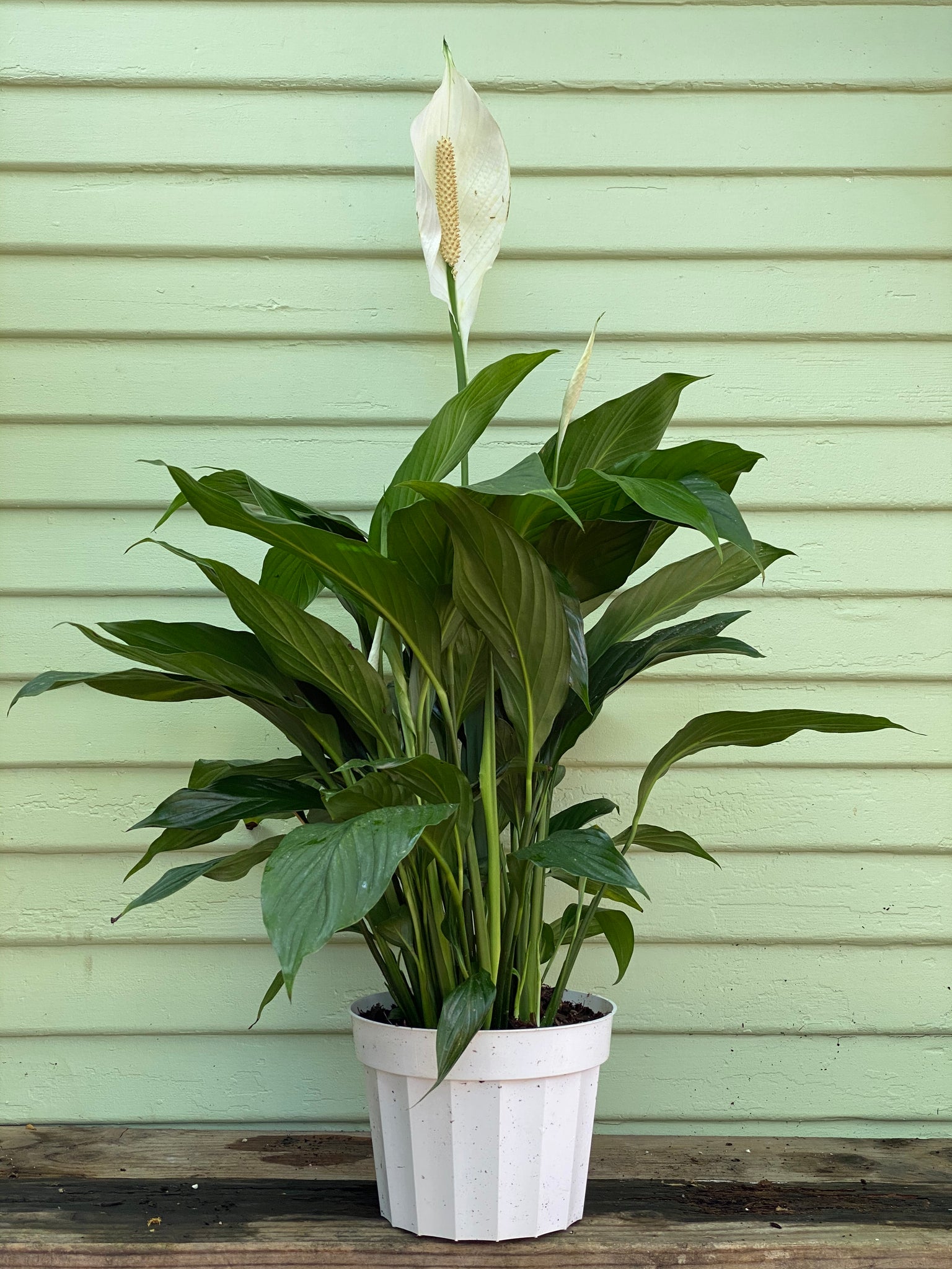 peace lily plant size Spathiphyllum - Peace Lily