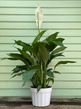 Load image into Gallery viewer, Spathiphyllum - Peace Lily