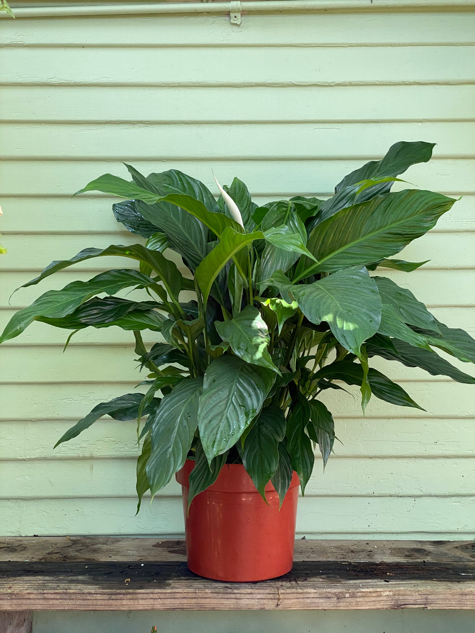 cost of peace lily plant Spathiphyllum - Peace Lily