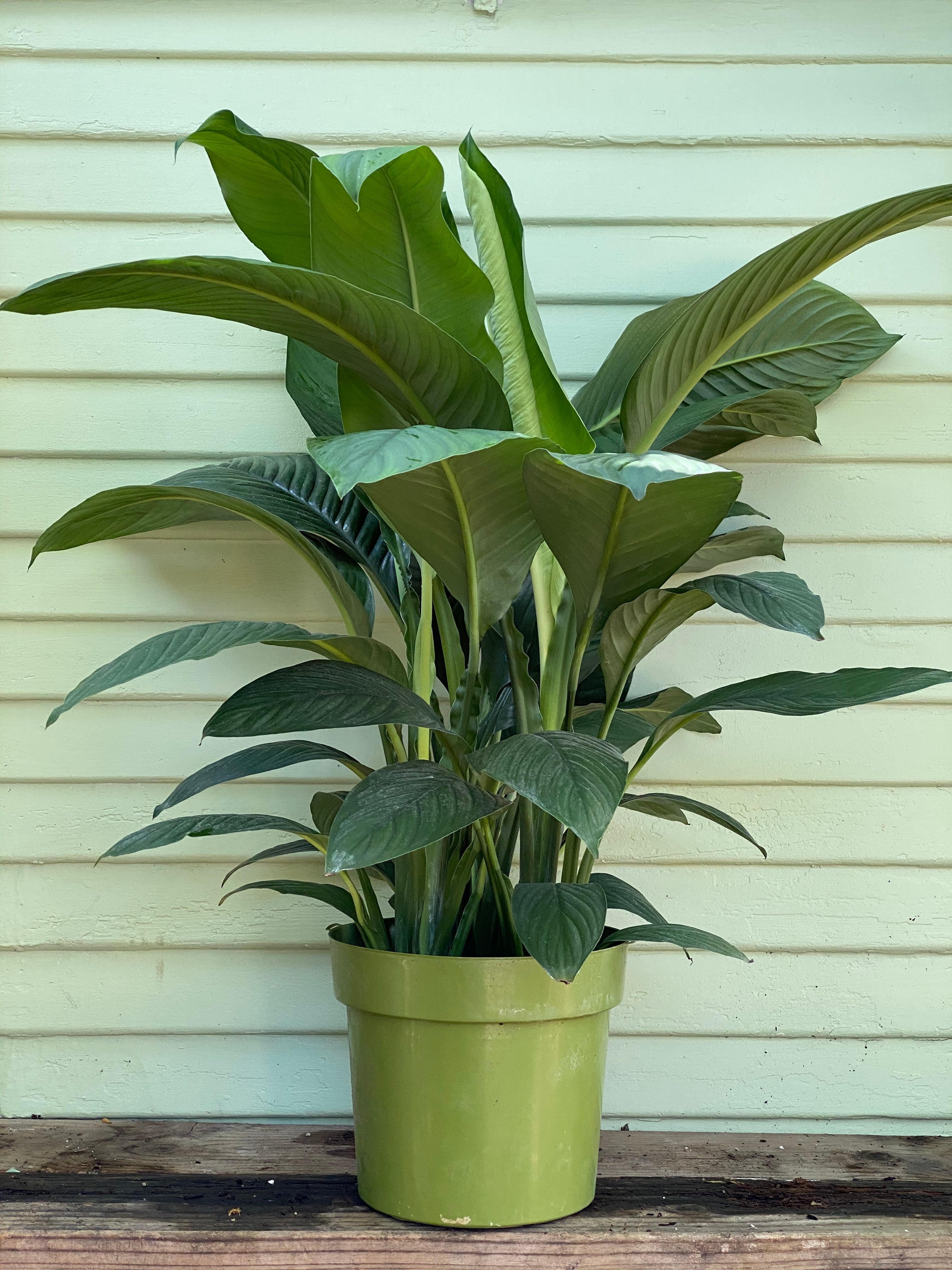 sensation peace lily Spathiphyllum - Senstaion
