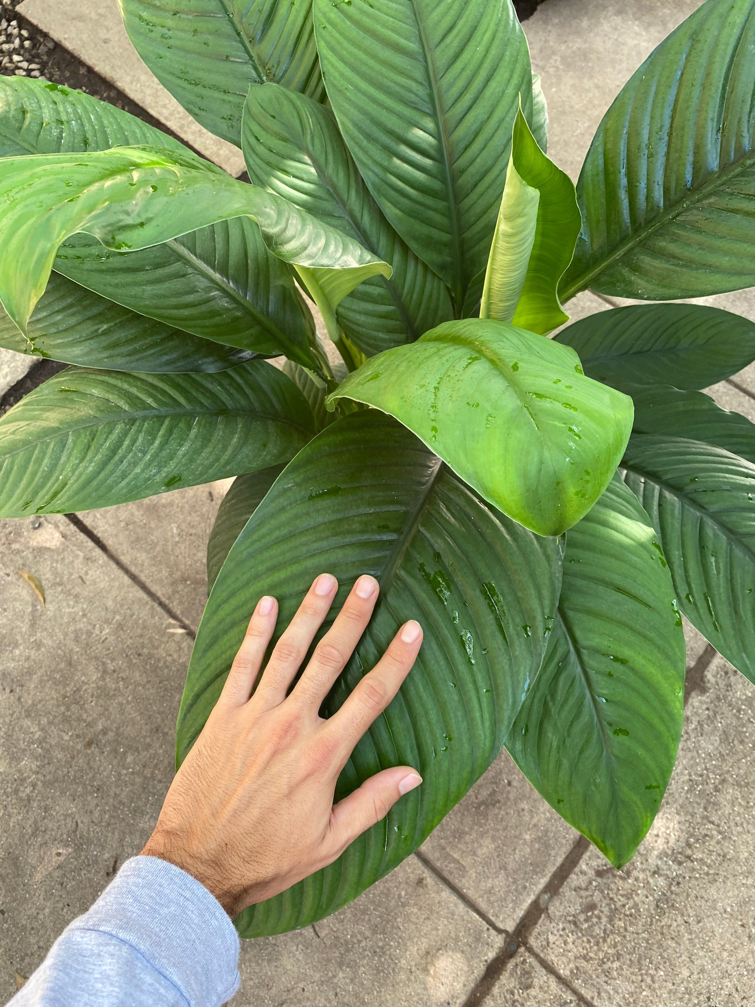 peace lily sensation Spathiphyllum - Senstaion