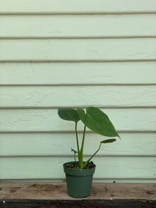 monstera west facing window Monstera Deliciosa
