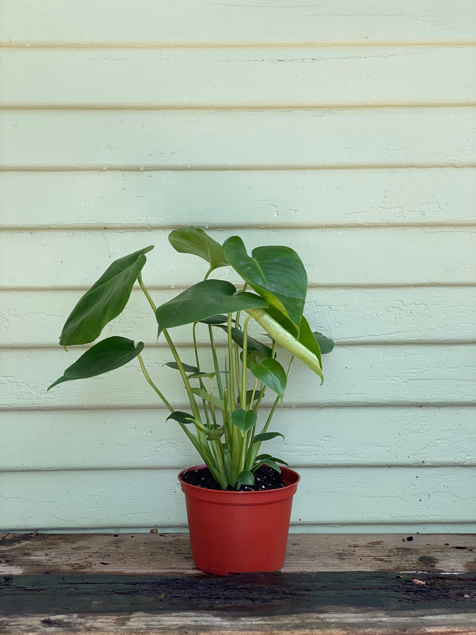 the sill monstera plant Monstera Deliciosa