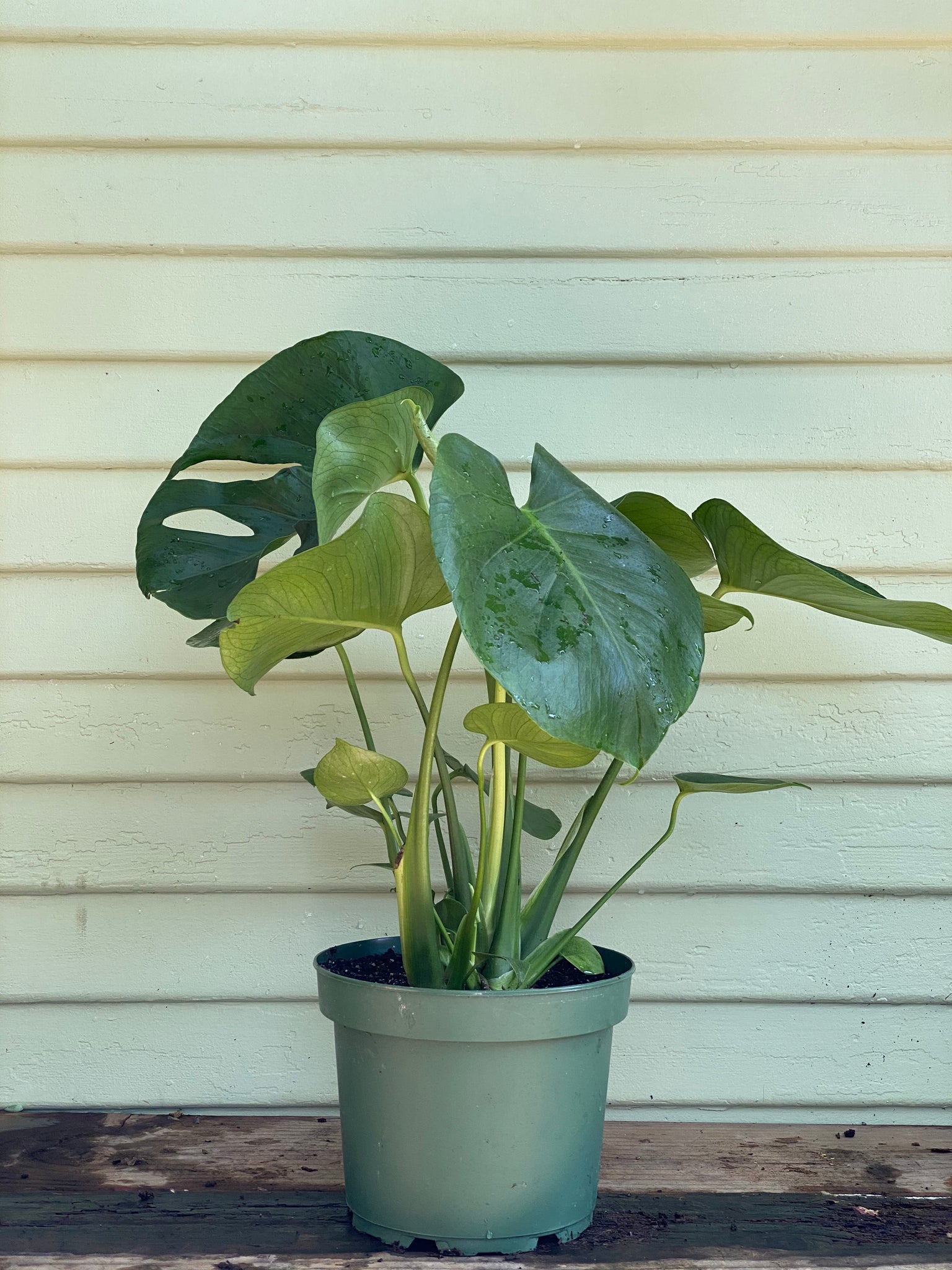 birgitt monstera deliciosa plant Monstera Deliciosa