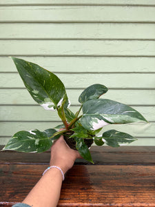 Philodendron - White Wizard