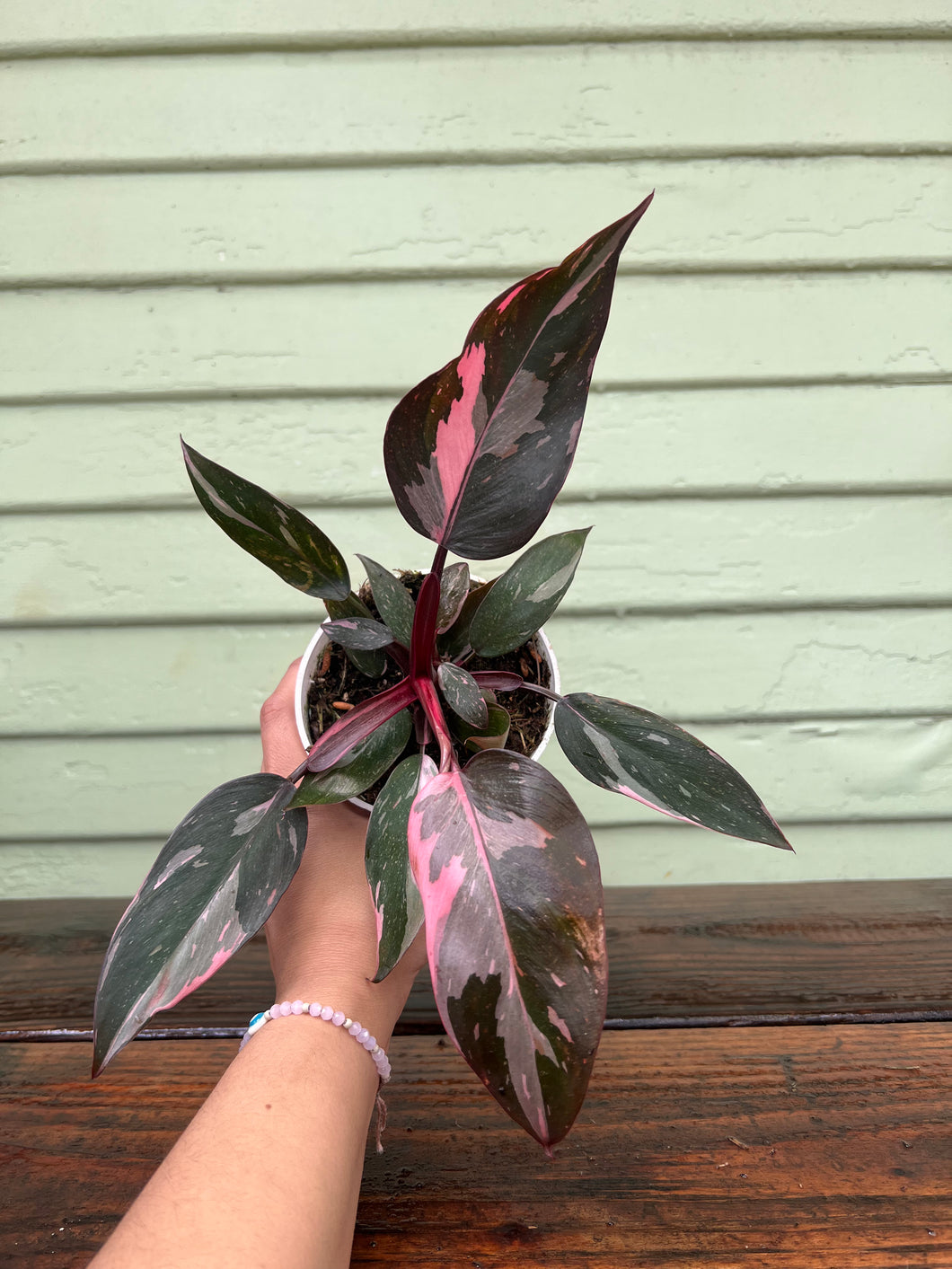 Philodendron - Pink Princess