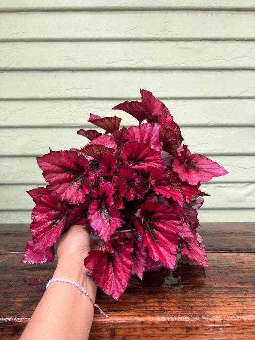 Begonia rex (assorted)