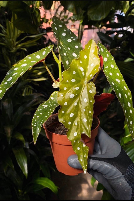 Begonia maculata - Mickey Hargitay Plants