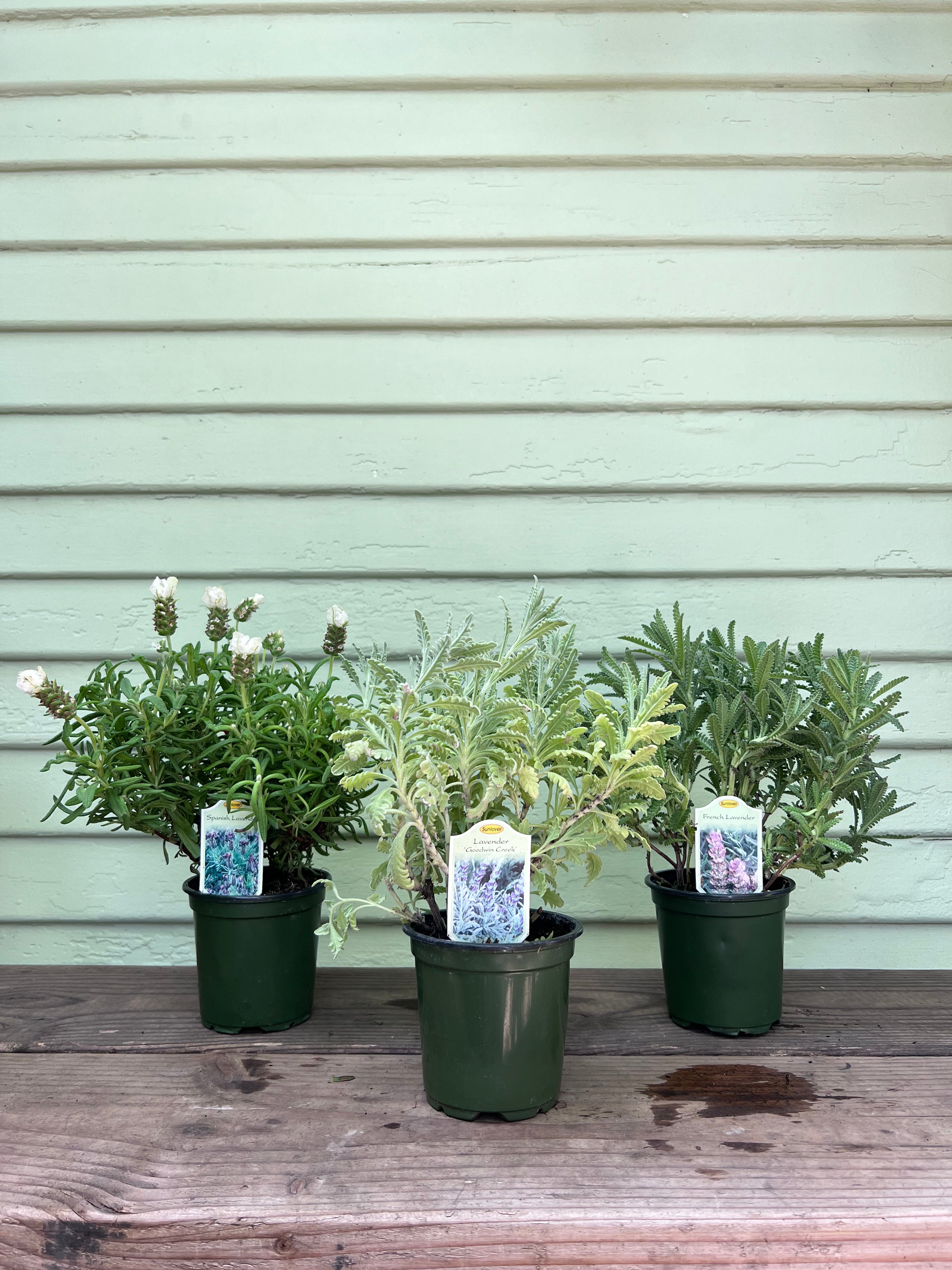 lavender house plant Lavender