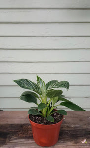 philodendron birkin description Philodendron Birkin